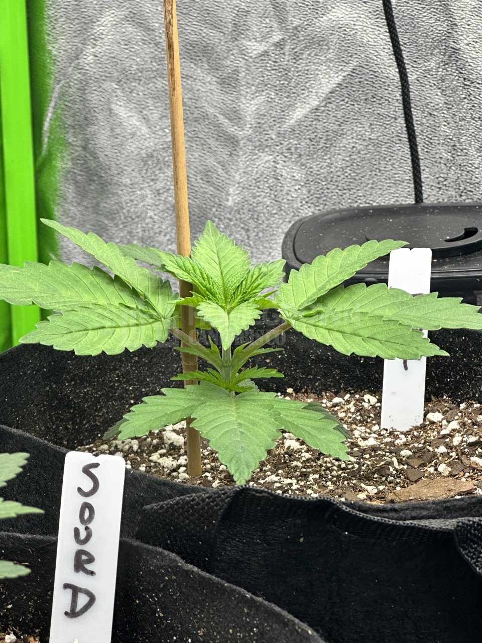 Diesel Autoflower Cannabis Seeds week 1 grow journal by miken 1st