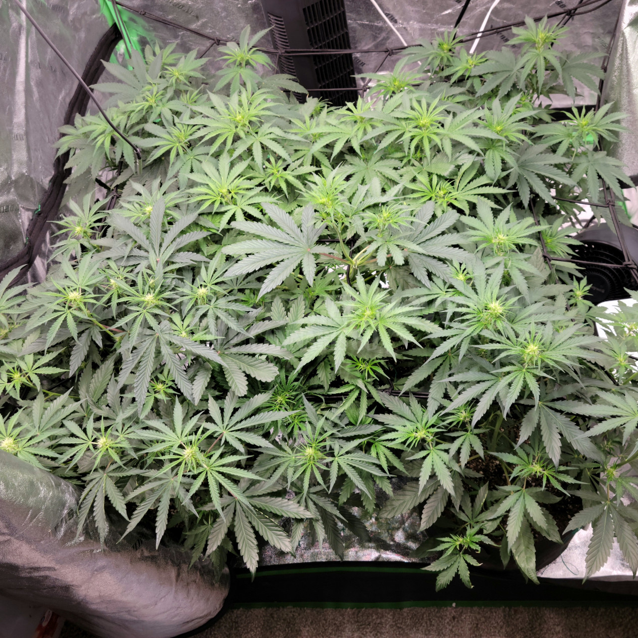 Gelato Autoflower Cannabis Seeds week 5 grow journal by Dominic_biggs