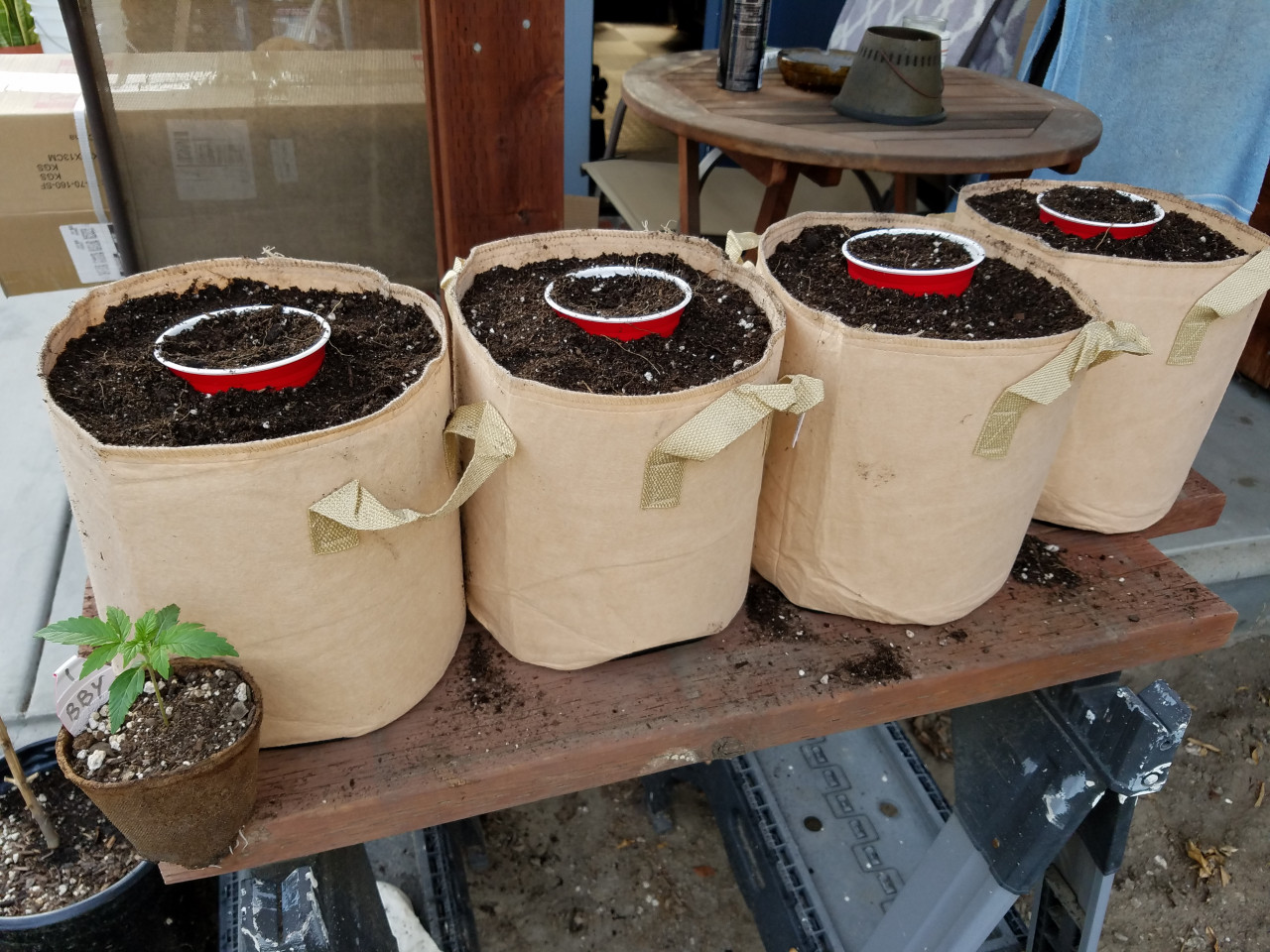 Blueberry Autoflower Cannabis Seeds week 3 grow journal by random