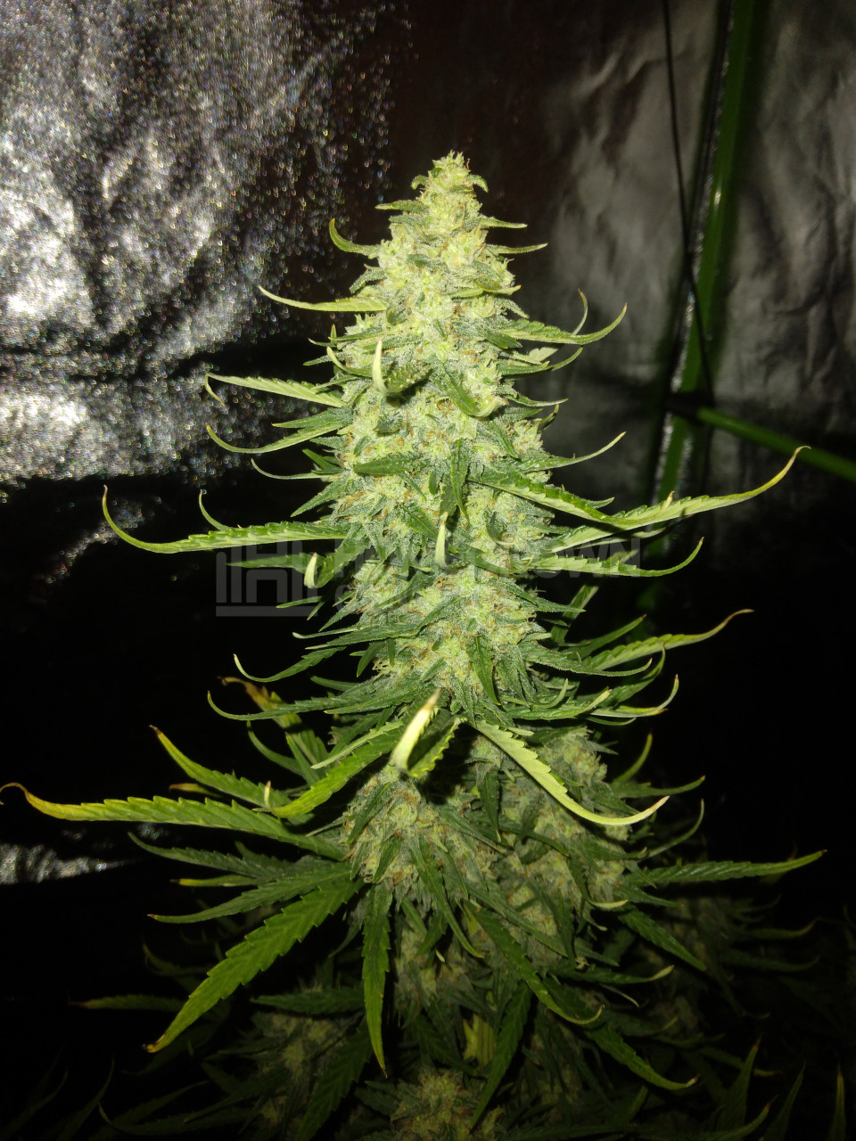 Devil XXL Autoflower Cannabis Seeds Week 1 Grow Journal By Ray_morgan ...