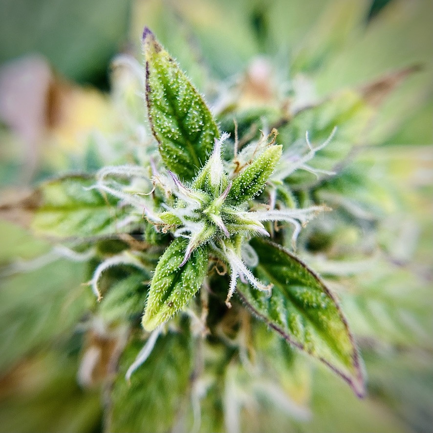 White Widow Autoflower Cannabis Seeds week 14 grow journal by cdcotton