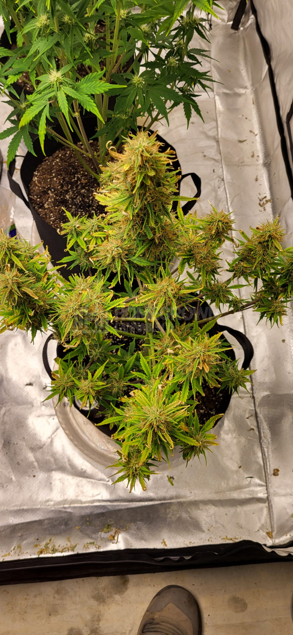 Northern Lights Autoflower Cannabis Seeds week 1 grow journal by