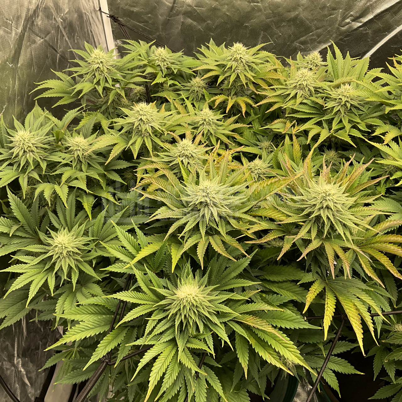 Strawberry Cough Feminized Cannabis Seeds week 13 grow journal by ...