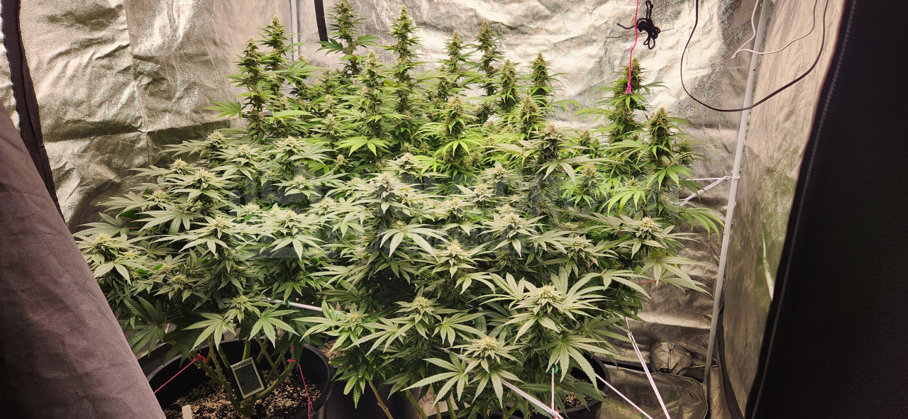 Electric Blue Auto Cannabis Seeds week 14 grow journal by tneedham007 ...