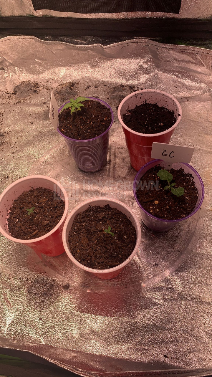 Banana Kush Autoflower Cannabis Seeds week 1 grow journal by Bush