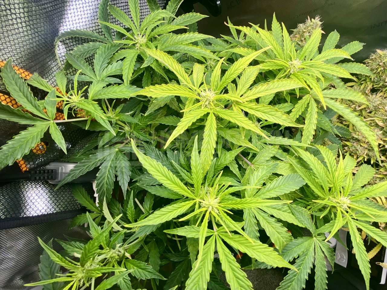 White Widow Autoflower Cannabis Seeds week 10 grow journal by cdcotton