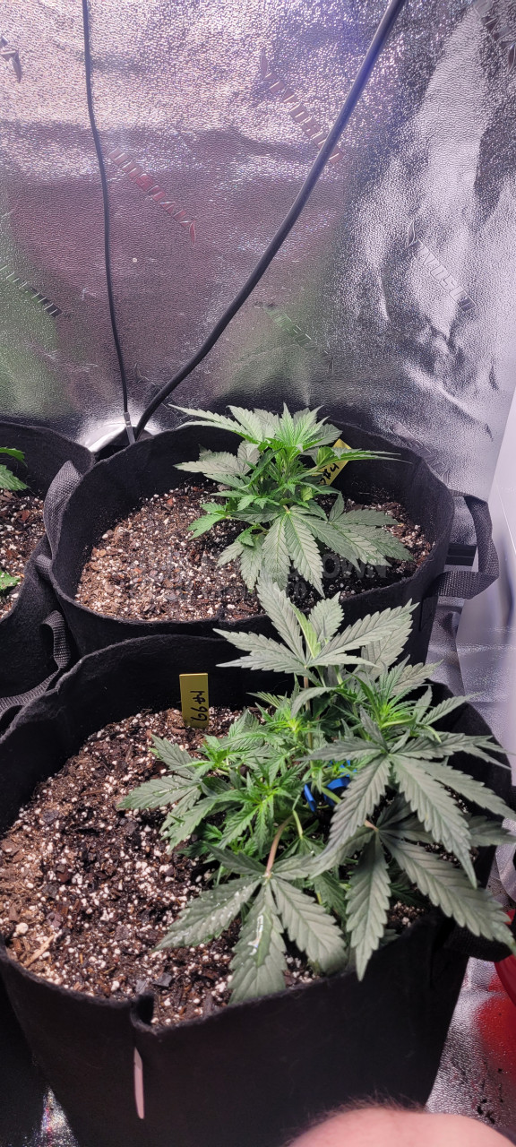 Gorilla Glue #4 Autoflower Cannabis Seeds week 7 grow journal by swazey