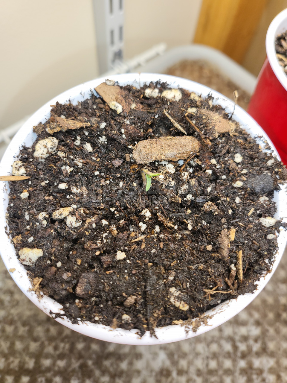 Buy Critical Purple Seeds Autoflower | Homegrown Cannabis Co.