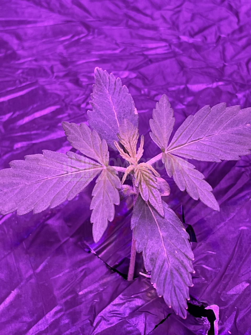 Tangerine Autoflower Cannabis Seeds week 3 grow journal by elbix