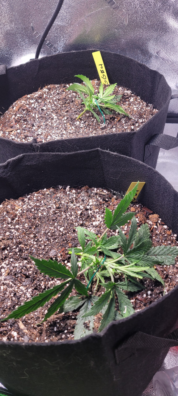 Gorilla Glue #4 Autoflower Cannabis Seeds week 6 grow journal by swazey