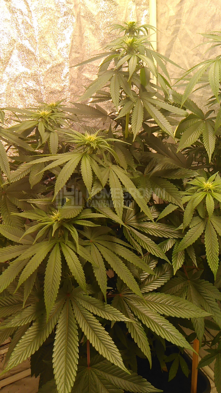 Candy Kush Feminized Cannabis Seeds week 7 grow journal by verschimmelt