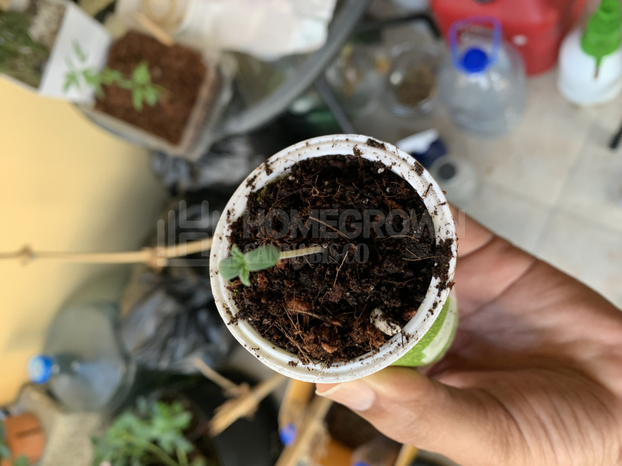 Pineapple Autoflower Cannabis Seeds week 1 grow journal by Larry_s_l_ramdial Pineapple grow dairy