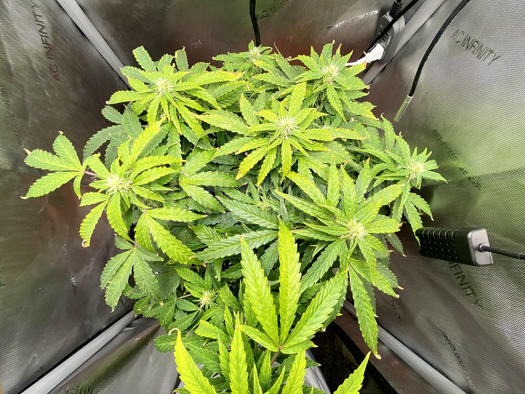 White Widow Autoflower Cannabis Seeds week 12 grow journal by cdcotton