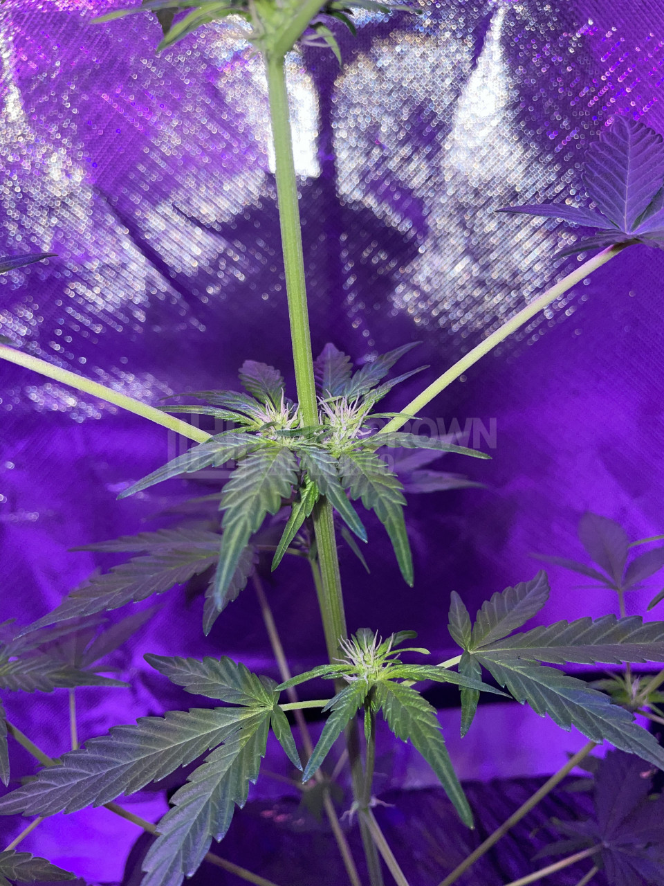 Tangerine Autoflower Cannabis Seeds week 8 grow journal by elbix