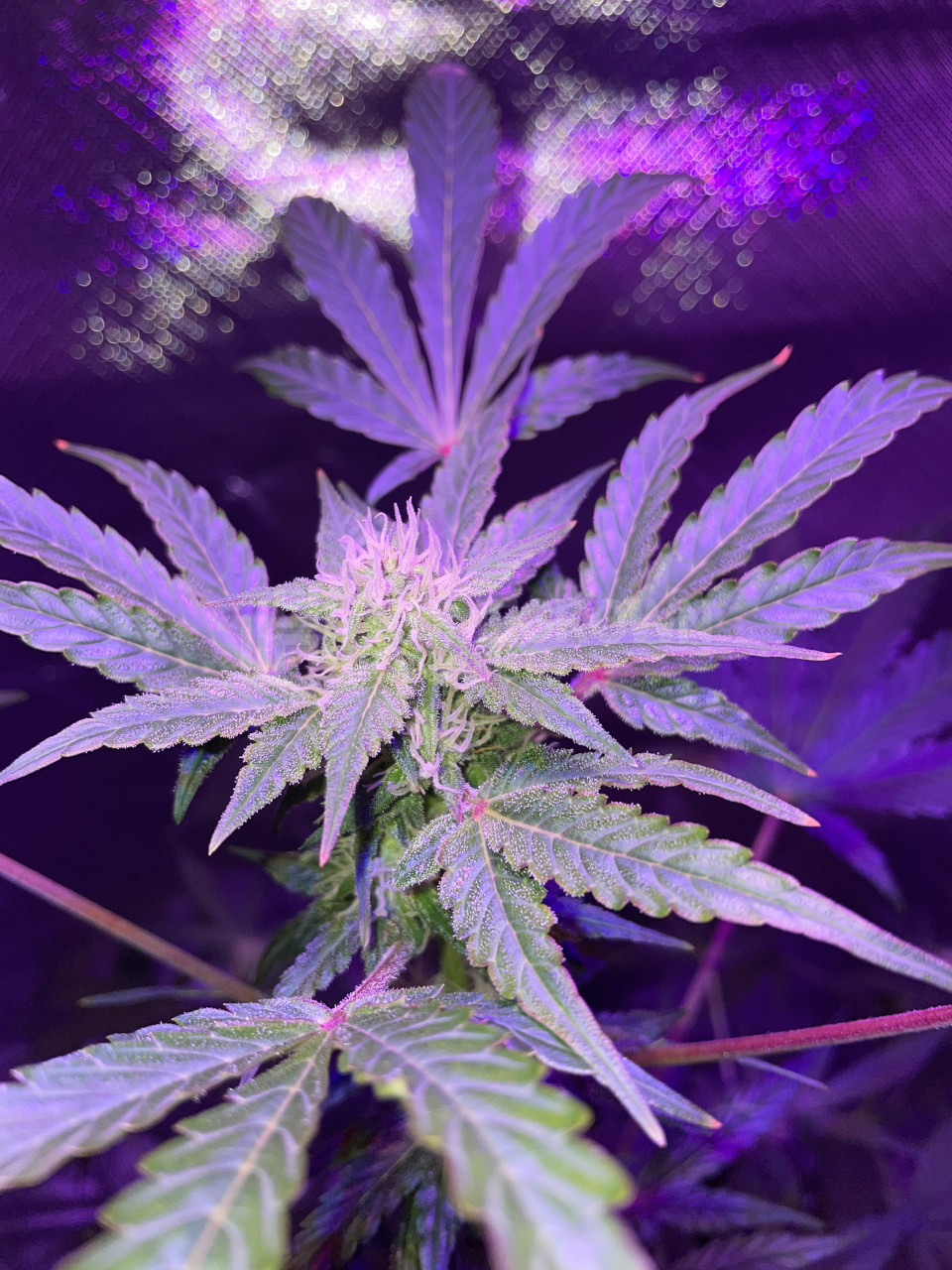 Tangerine Autoflower Cannabis Seeds week 9 grow journal by elbix