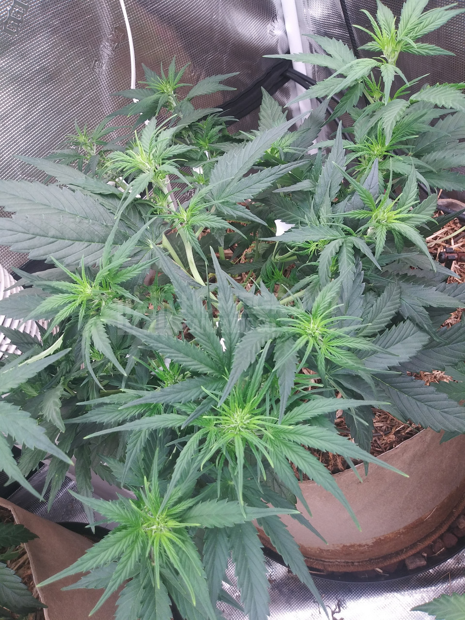 Grapefruit Autoflower Cannabis Seeds week 6 grow journal by jyrbian
