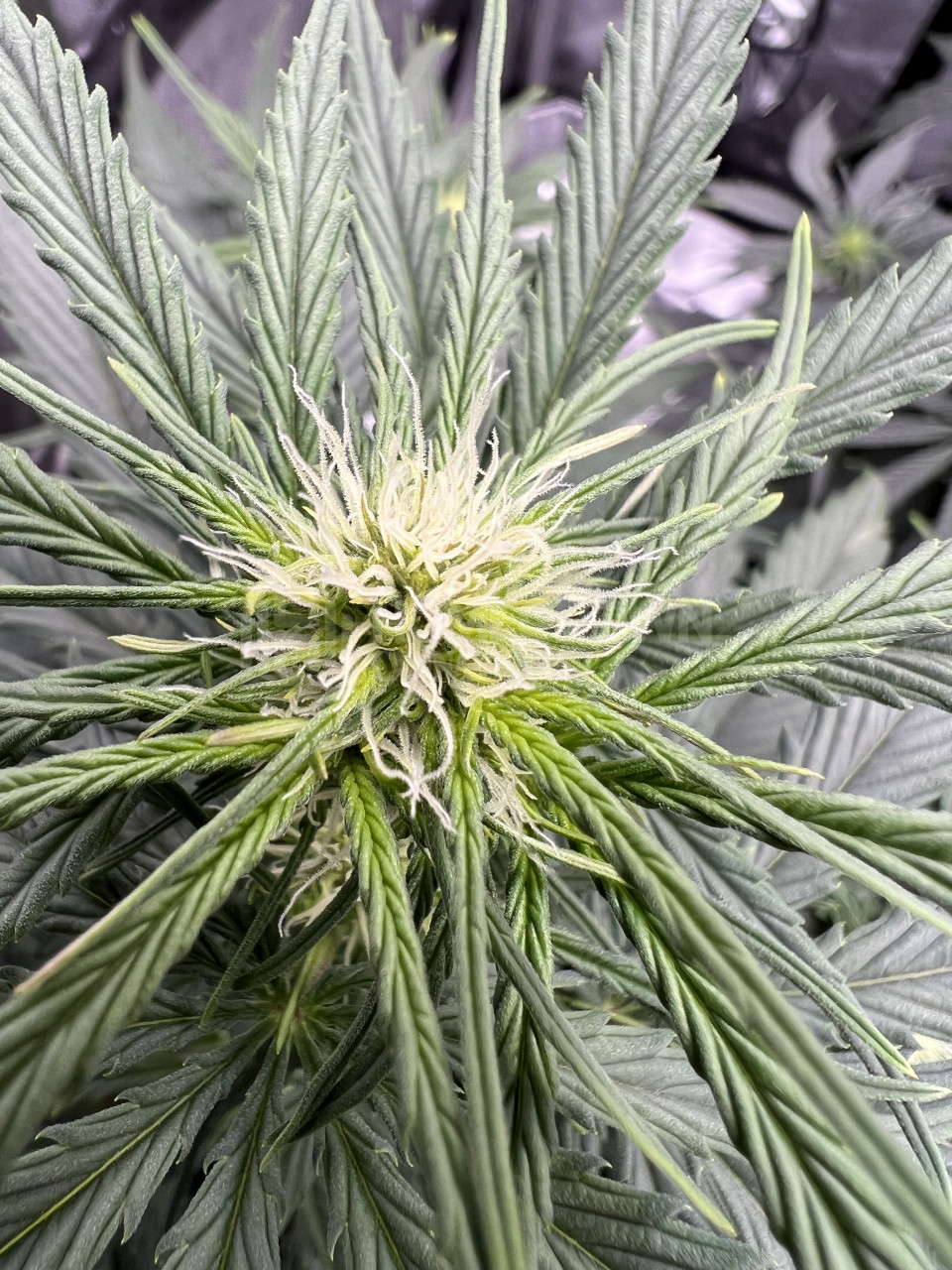 Blue Jack City Auto Cannabis Seeds week 6 grow journal by bhod - BJCA ...