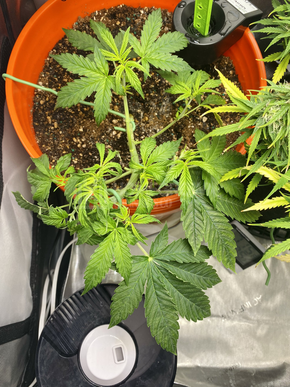 White Widow Autoflower Cannabis Seeds week 5 grow journal by cdcotton