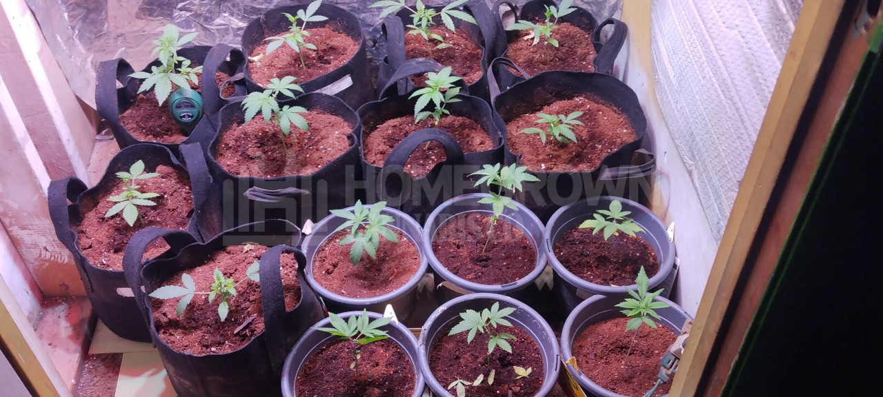 Blue Cheese Autoflower Cannabis Seeds week 1 grow journal by David