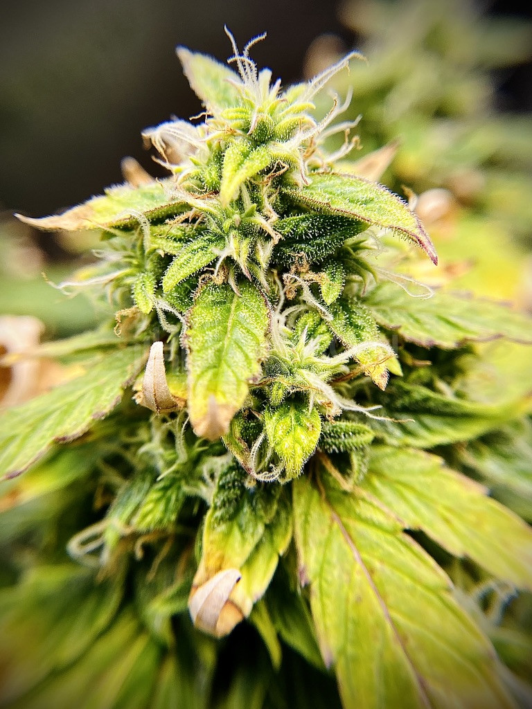 White Widow Autoflower Cannabis Seeds week 14 grow journal by cdcotton