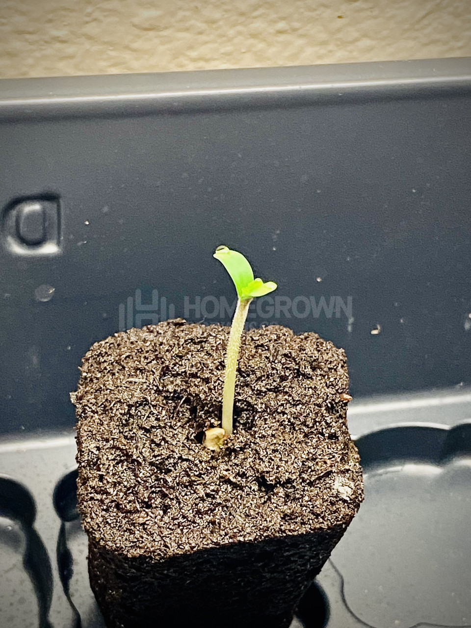 White Widow Autoflower Cannabis Seeds week 1 grow journal by cdcotton
