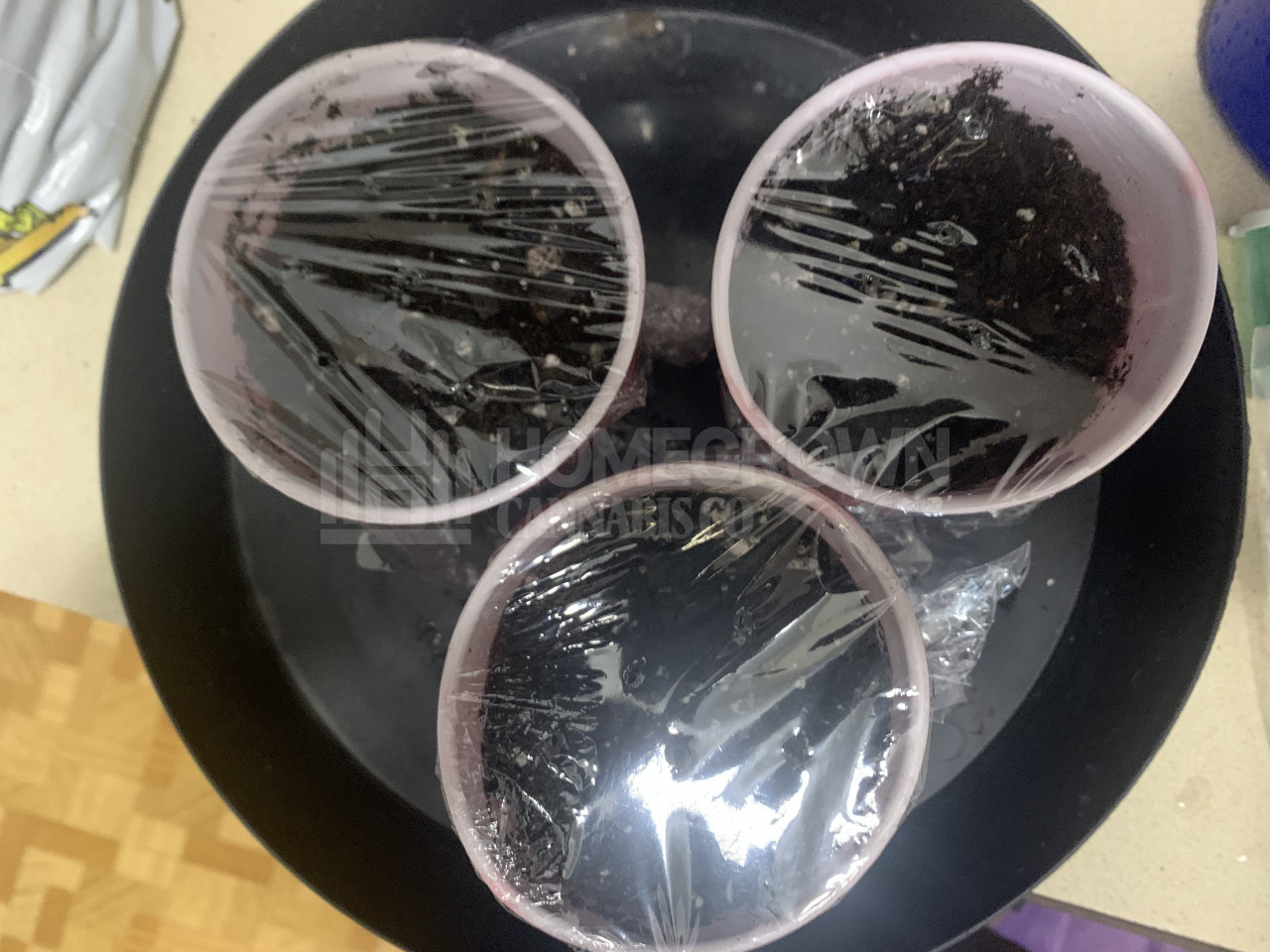 Blue Cheese Autoflower Cannabis Seeds week 1 grow journal by James