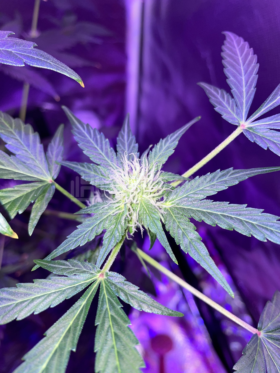 Tangerine Autoflower Cannabis Seeds week 9 grow journal by elbix