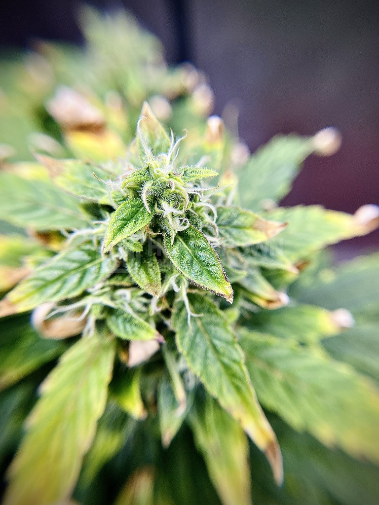 White Widow Autoflower Cannabis Seeds week 14 grow journal by cdcotton