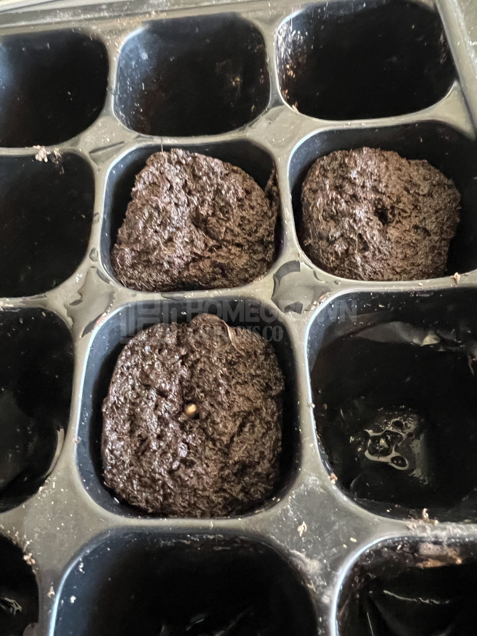 Baked Apple Feminized Cannabis Seeds week 1 grow journal by William