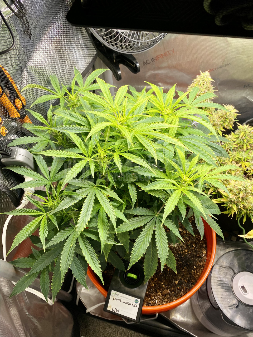 White Widow Autoflower Cannabis Seeds week 9 grow journal by cdcotton