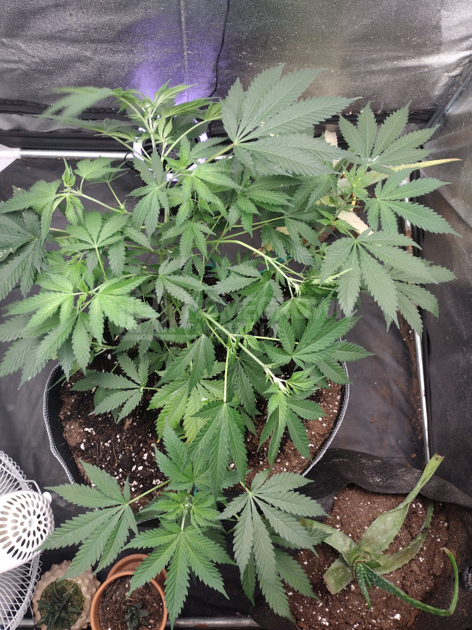 Tropic Thunder Feminized Cannabis Seeds week 4 grow journal by jaybird ...