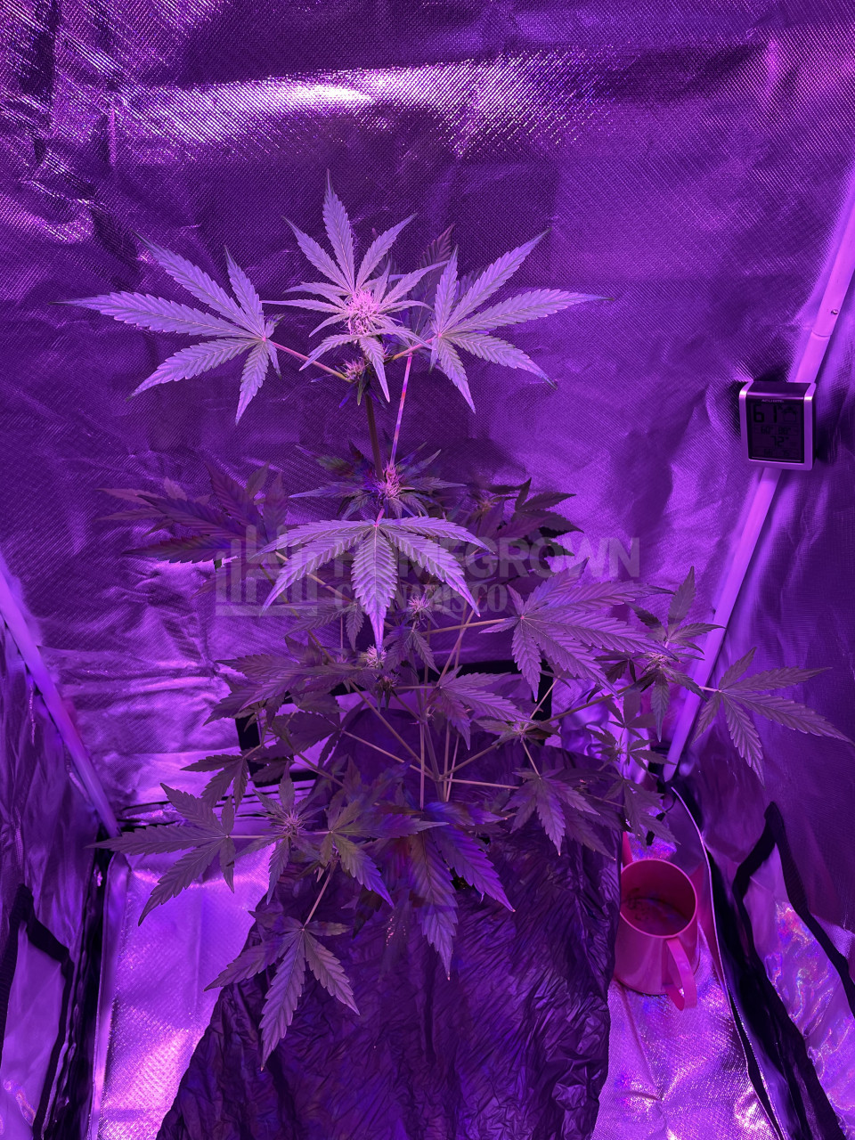 Tangerine Autoflower Cannabis Seeds week 8 grow journal by elbix
