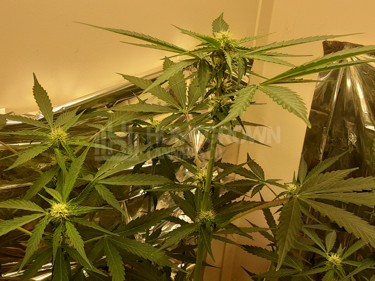 Blueberry Gusto Auto Cannabis Seeds week 5 grow journal by luv2blaze