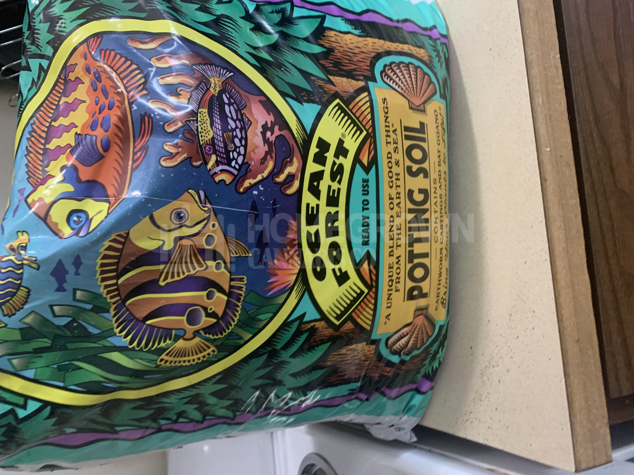 Blue Cheese Autoflower Cannabis Seeds week 1 grow journal by James