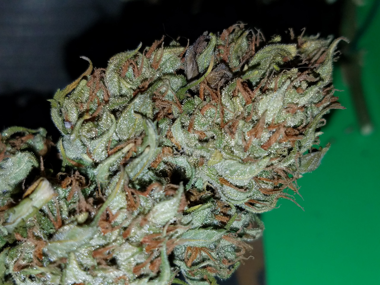 Girl Scout Cookies Autoflower Cannabis Seeds week 14 grow journal by