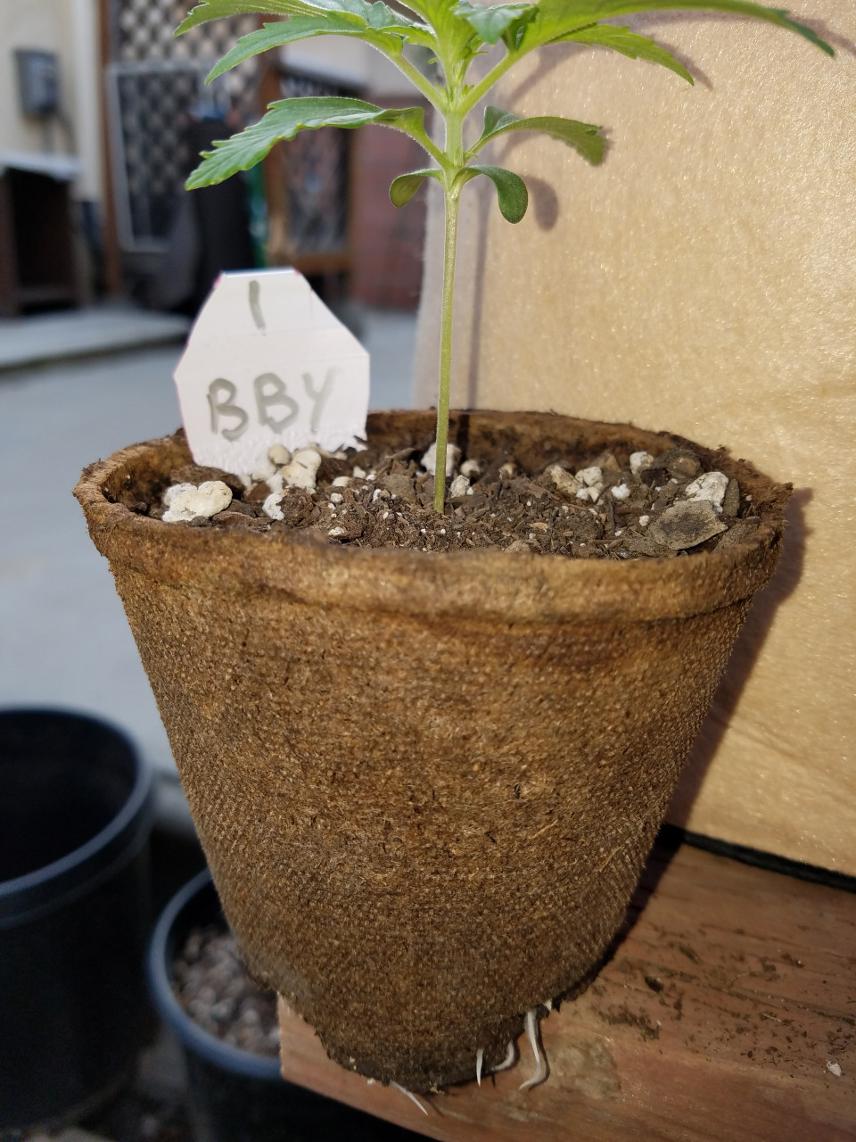 Blueberry Autoflower Cannabis Seeds week 3 grow journal by random