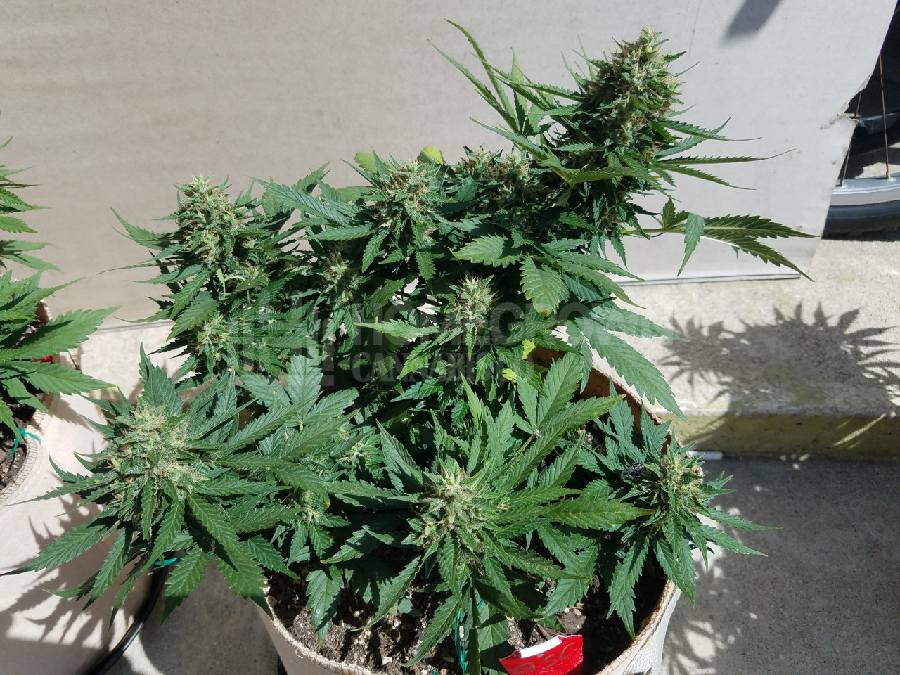 Girl Scout Cookies Autoflower Cannabis Seeds week 10 grow journal by ...