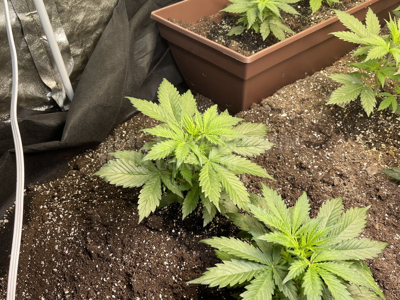 Banana Kush Autoflower Cannabis Seeds week 1 grow journal by timb3443