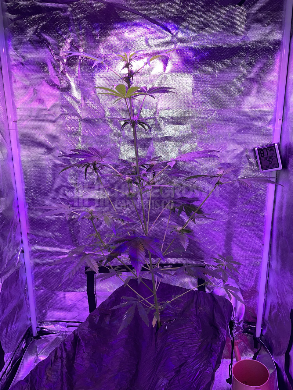 Tangerine Autoflower Cannabis Seeds week 8 grow journal by elbix