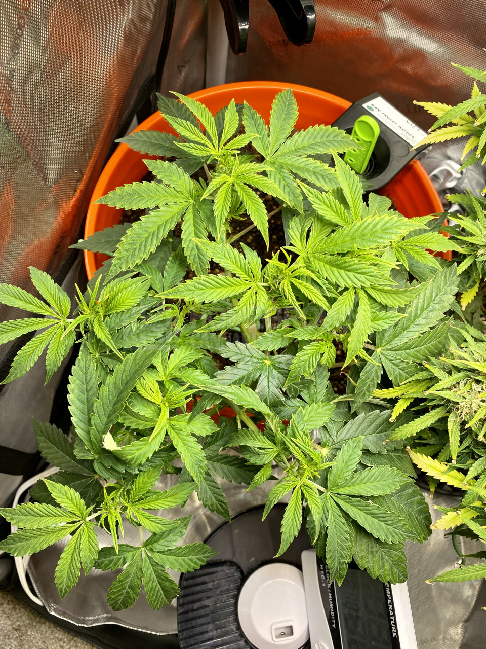 White Widow Autoflower Cannabis Seeds week 7 grow journal by cdcotton