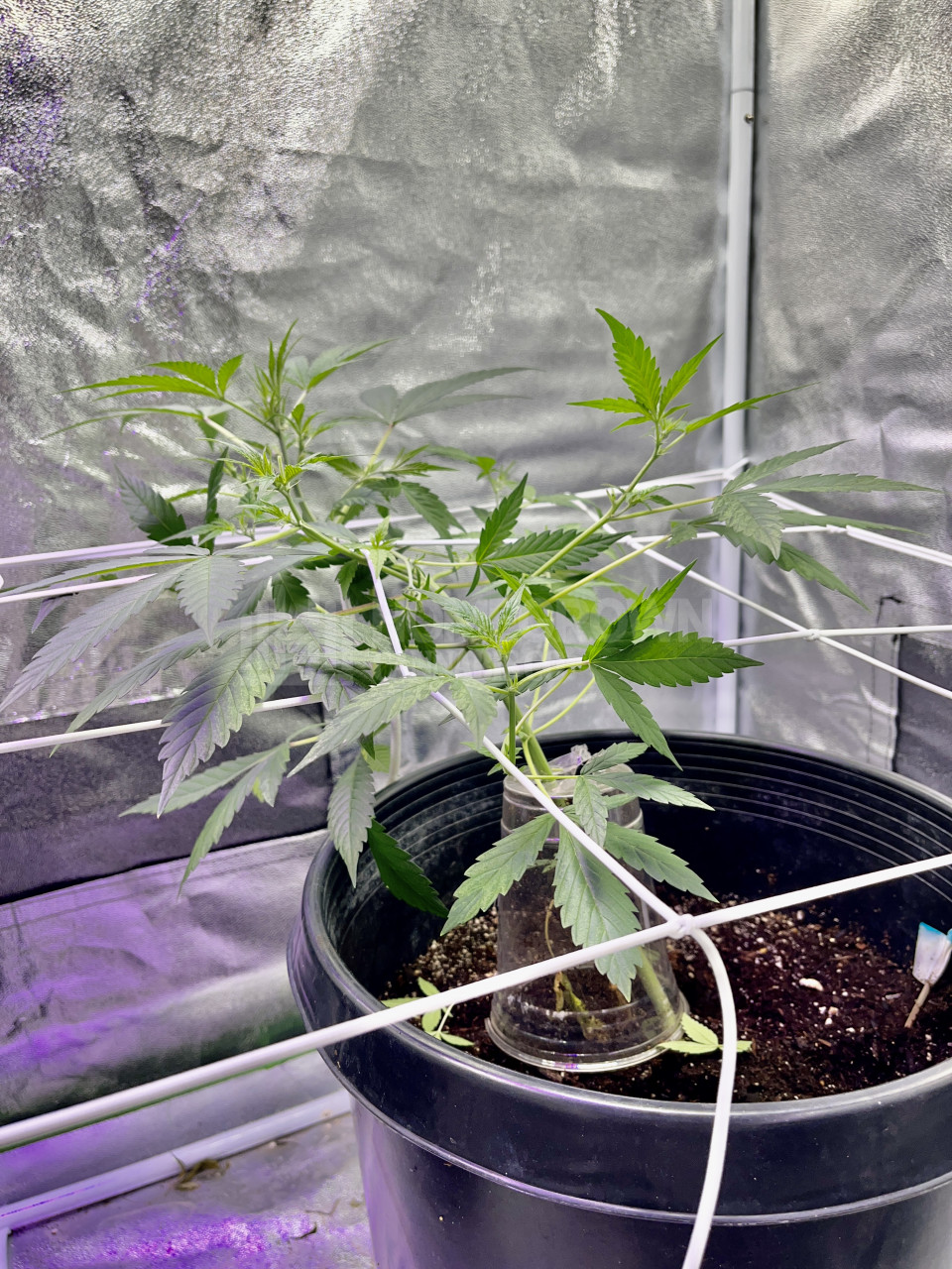 Deelite Autoflower Cannabis Seeds week 8 grow journal by bonitattm6ao ...