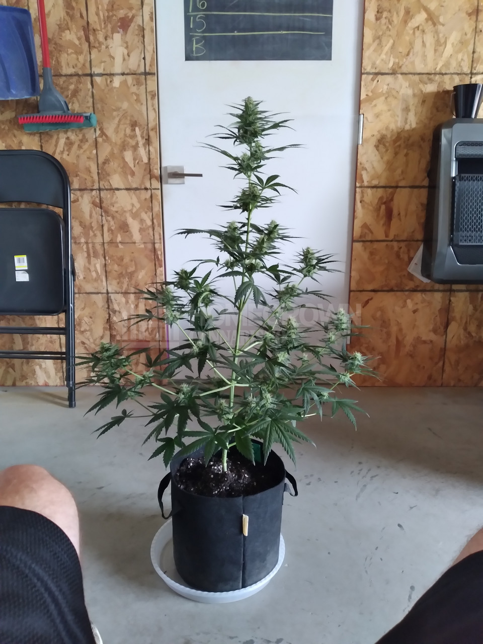 G13 Cannabis Seeds Strain Profile Homegrown