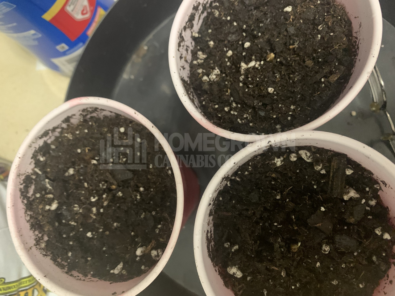 Blue Cheese Autoflower Cannabis Seeds week 1 grow journal by James