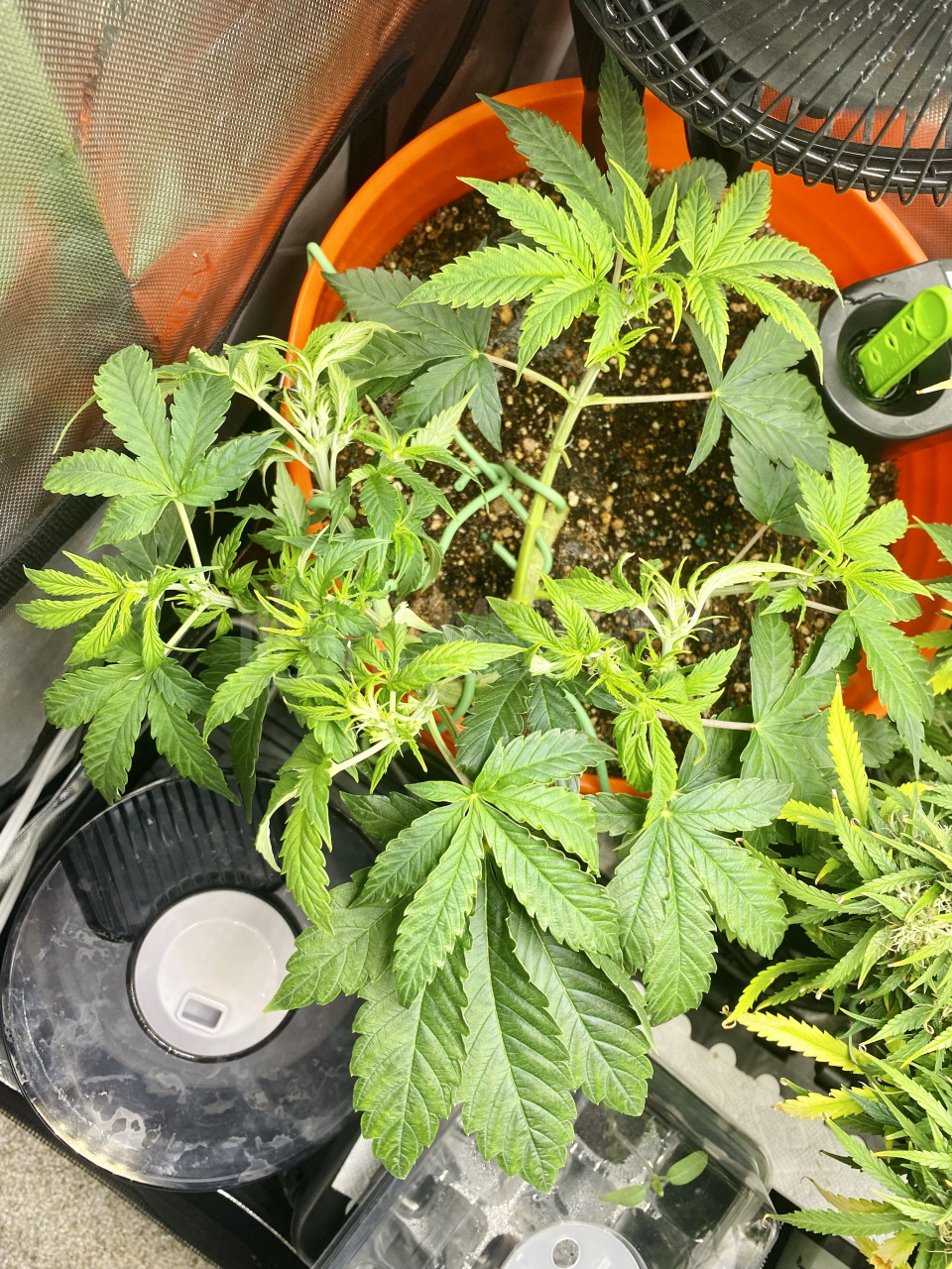 White Widow Autoflower Cannabis Seeds week 6 grow journal by cdcotton