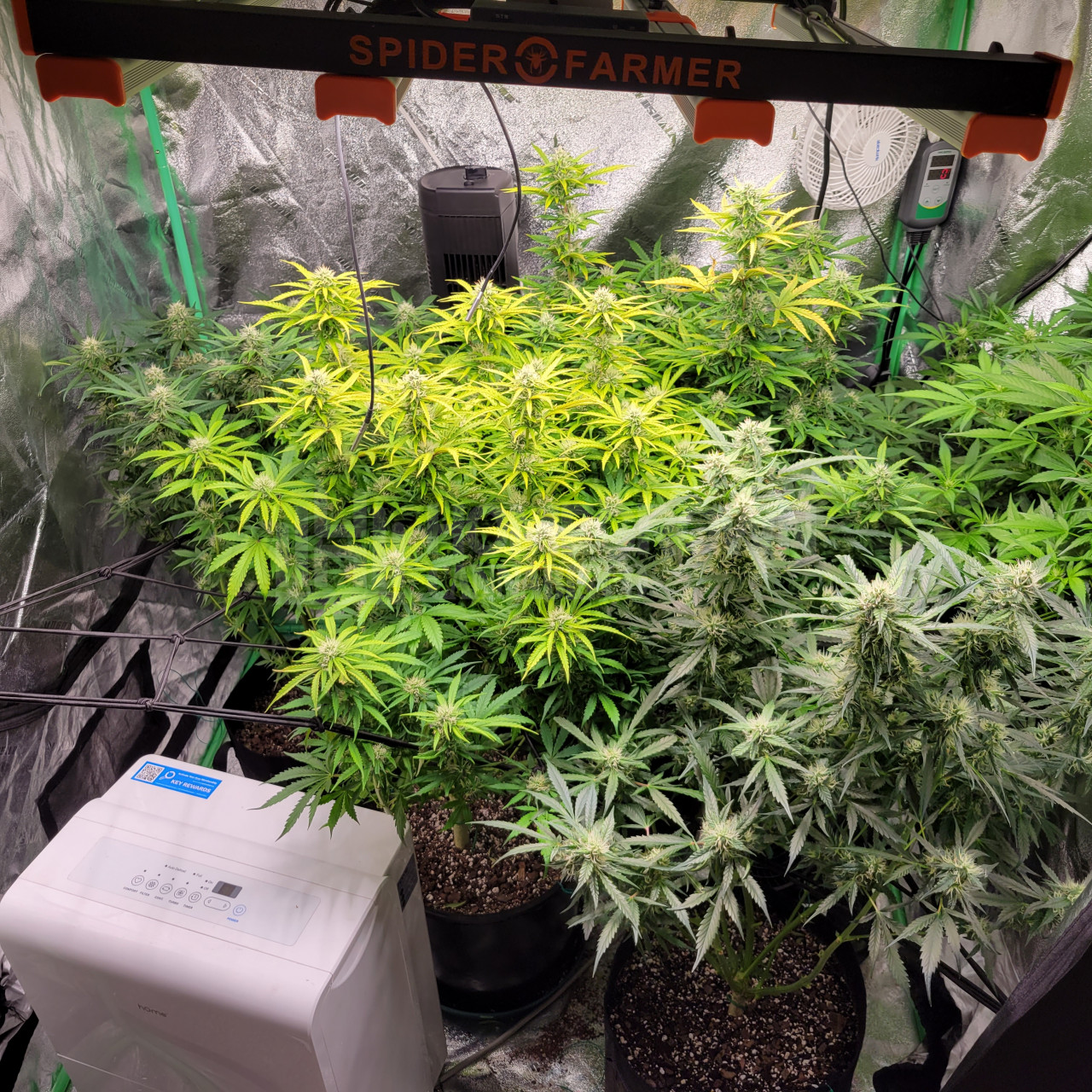 Gelato Autoflower Cannabis Seeds Week 8 Grow Journal By Dominic Biggs Ilgm Gelato Auto Grow Dairy